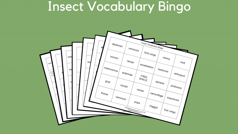 Insect Vocabulary Bingo
